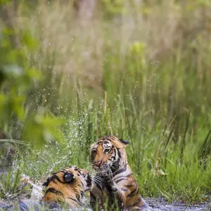 Bengal Tiger Siblings in Water Print Bengal Tiger Siblings in Water Print
