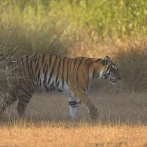 Bengal Tigress Marking Territory in Kanha National Park Print Bengal Tigress Marking Territory in Kanha National Park Print