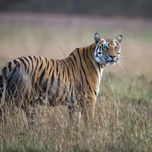 Bengal Tigress in Indian Meadow Print Bengal Tigress in Indian Meadow Print