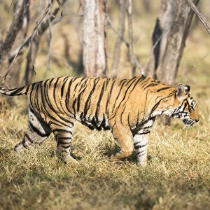 Bengal tigress (Panthera tigris tigris) on the move, India, Rajasthan