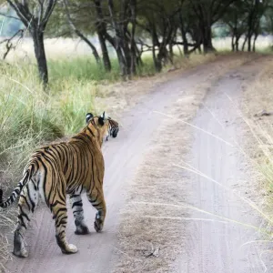 Bengal Tigress Print, Ranthambhore National Park, India Bengal Tigress Print, Ranthambhore National Park, India