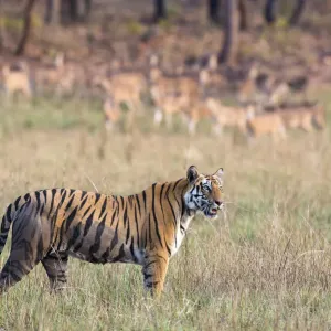 Bengal tigress in meadow Print Bengal tigress in meadow Print