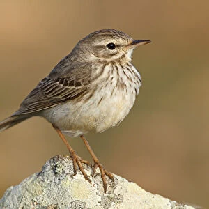 Berthelots Pipit (Anthus berthelotii), Canary Islands, Spain
