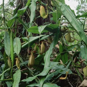 Kletterpflanzen der Gattung Bicarbarata wachsen als Kletterpflanzen in Brunei auf dem Inseln von Bornäu Kletterpflanzen der Gattung Bicarbarata wachsen als Kletterpflanzen in Brunei auf dem Inseln von Bornäu