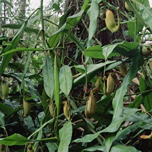Bicalcarata Pitcher Plants, grows as vines, Brunei, Borneo