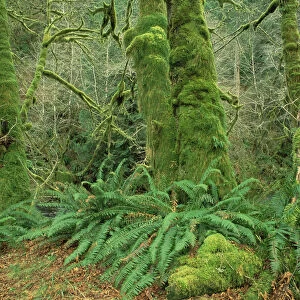 Bigleaf Maple (Acer macrophyllum) trees covered with moss in temperate rainforest
