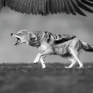 Schwarzbachiger Wolfspardäger (Canis mesomelas) jagt ein Vögelchen von einem Kadaver ab im Zimanga Privatreservat in der Provinz KwaZulu-Natal Südafrika