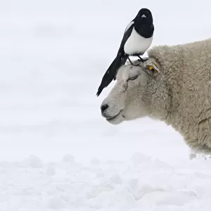 Black-billed Magpie (Pica pica) on sheep in snow, Den Helder, Noord-Holland