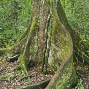 Schwarzes Boojongbaum mit Stützwurzel, in dem Lamington-Nationalpark Schwarzes Boojongbaum mit Stützwurzel, in dem Lamington-Nationalpark