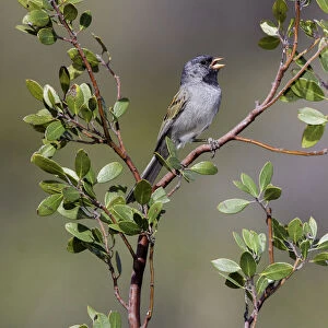 Black-chinned Sparrow (Spizella atrogularis) male, Arizona, USA