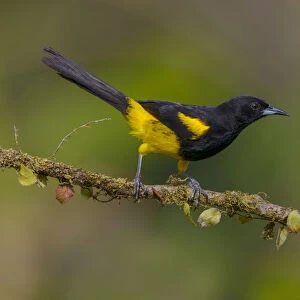 Black-cowled Oriole (Icterus prosthemelas) perched on a branch, Alajuela, Costa Rica