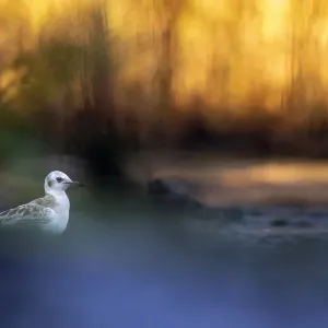 Schulterkrahe (Chroicocephalus ridibundus), Naturschutzgebiet Valkenhorst, Valkenswaard, Noord-Brabant, Niederlande - Ehrenmenion im Bereich Vögel der Groene Camera 2022 Fotokonkurrenz