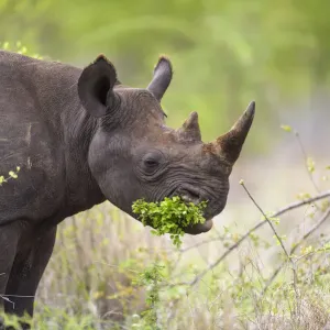 Schwarzer Rhinoker (Diceros bicornis), Nahrungsaufnahme an einem kleinen grünen Busch in Südafrika Schwarzer Rhinoker (Diceros bicornis), Nahrungsaufnahme an einem kleinen grünen Busch in Südafrika