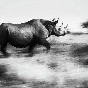 Schwarzer Rhinoker (Diceros bicornis), flieht vor dem Wind, Naturschutzgebiet Maasai Mara Reservat im Bezirk des Rift Valleys in Kenia
