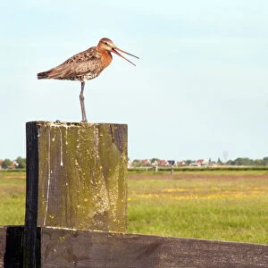 Black-Tailed Godwit (Limosa limosa) standing on a pole, Eilandspolder, Noord-Holland