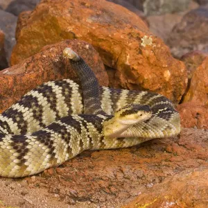 Black-tailed Rattlesnake Print