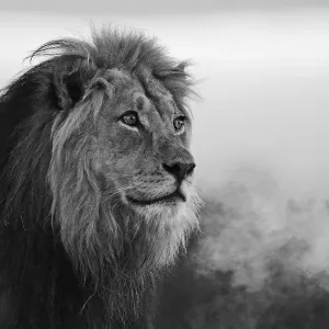 Ein schwarz-weißes Porträt eines dominanten männlichen Kalaharilions (Panthera leo)