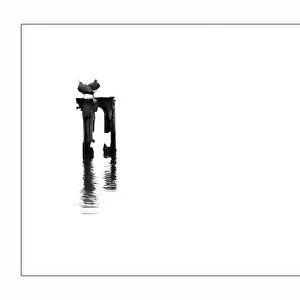 Black and white shot of birds on poles in the water