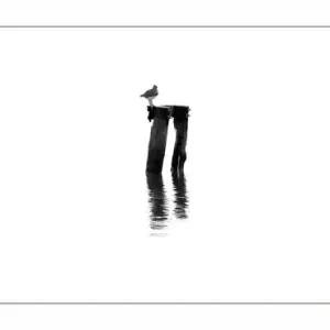 Schwarz-Weiß-Foto von Vögeln auf Pfählen im Wasser