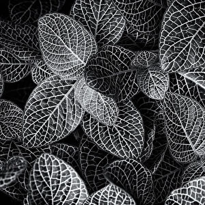 Black and white shot of leaves, The Netherlands