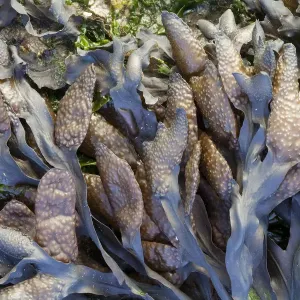 Fucus vesiculosus, Den Helder, Noord-Holland, Países Bajos.