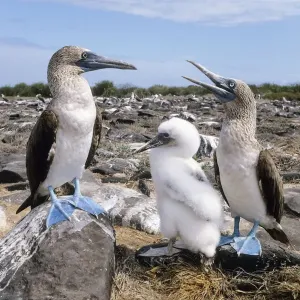 Blue-footed Booby Print, Galapagos Islands