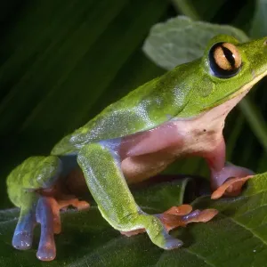 Blue-sided Leaf Frog Print, Costa Rica Blue-sided Leaf Frog Print, Costa Rica