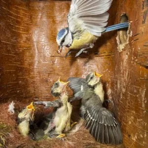 Blue Tit Parent Feeding Young in Nest Box Print