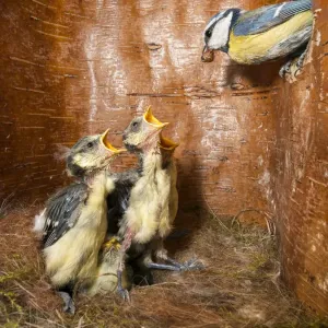 Blue Tit Parent Feeding Young in Nest Box Print