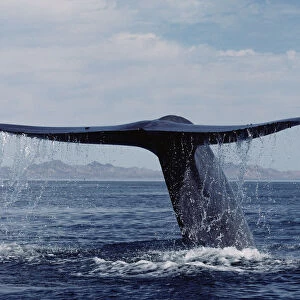 Blue Whale (Balaenoptera musculus) tail, Sea of Cortez, Mexico