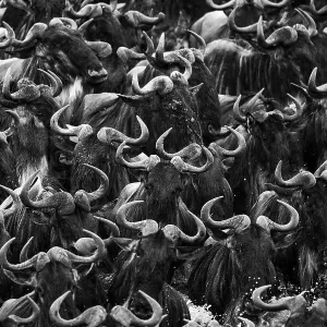 Blauer Wildebeestschaf mit Überquerung des Flusses im Maasaischer Reservat der Niederländer in der Provinz Rift am Kenianischen See
