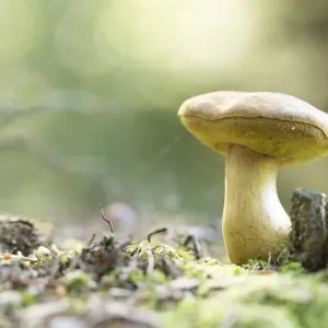 Bolete (Boletaceae) creciendo, Países Bajos, Groningen.