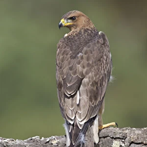 Bonellis Eagle (Aquila fasciata) juvenile, Portugal