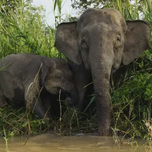 Borneo Pygmy Elephant Print, Mother and Calf Drinking in Malaysia Borneo Pygmy Elephant Print, Mother and Calf Drinking in Malaysia