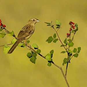 Botteris Sparrow (Peucaea botterii) perched on a twig, Arizona, USA