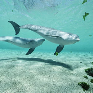 Bottlenose Dolphin (Tursiops truncatus) pair, Dolphin Quest, Waikoloa Hyatt, Hawaii