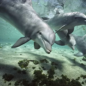 Bottlenose Dolphin (Tursiops truncatus) pod, Hawaii