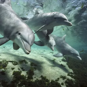 Prints of : Dolphins