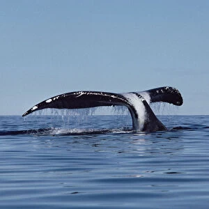 Bowhead Whale (Balaena mysticetus) tail, Baffin Island, Canada
