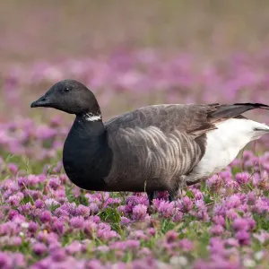 Grüner Brantgans (Branta bernicla) in einem Feld mit blühenden Rotklee (Trifolium pratense) Grüner Brantgans (Branta bernicla) in einem Feld mit blühenden Rotklee (Trifolium pratense)