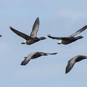 Brent goose (Branta bernicla) group of five flying in formation, Ameland, The Netherlands