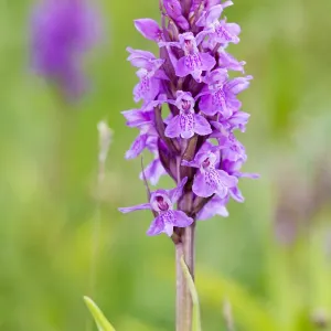 Orquídea de hoja ancha de pantano (Dactylorhiza majalis) flor, Callantsoog, Noord-Holland.