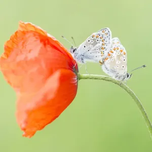 Dos Argus marrones (Aricia agestis) copulando en la amapola común (Papaver rhoeas).