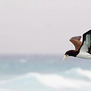 Brown Booby (Sula leucogaster) flying, Hawaii, USA