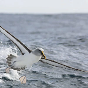 Bullers Albatross (Thalassarche bulleri) flying, Victoria, Australia