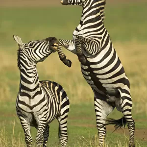 Two Burchellaes zebra (Equus quagga) rearing up on hind legs during fight, Kenya