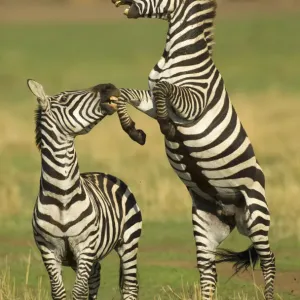 Zwei Burchellzebrasäger (Equus quagga) recken sich auf Hinterbeinen während eines Kampfes in Kenia
