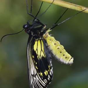 Butterfly recently emerged from chrysalis, drying its wings, Malaysia Butterfly recently emerged from chrysalis, drying its wings, Malaysia