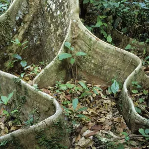 Burgwurzel im Regenwald auf der Havelok-Insel, Andamansche Inseln Indien Burgwurzel im Regenwald auf der Havelok-Insel, Andamansche Inseln Indien