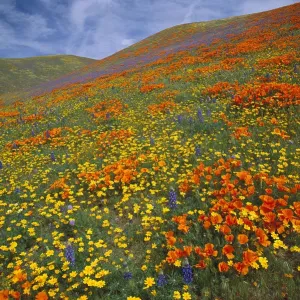 California Poppy and Lupine Print California Poppy and Lupine Print